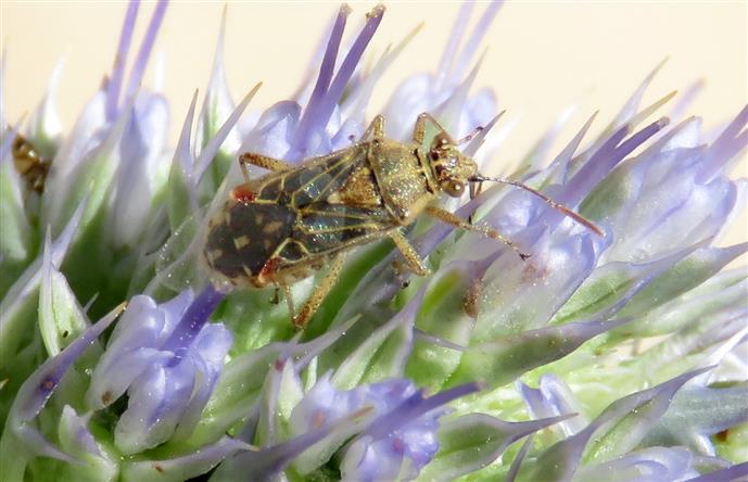 Rhopalidae: Liorhyssus hyalinus